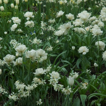 White Tulips