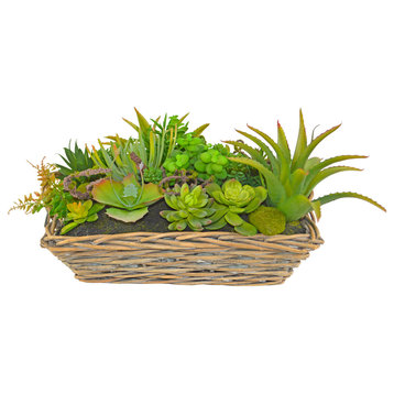 Desktop Succulent Plant in Square Tapered Basket