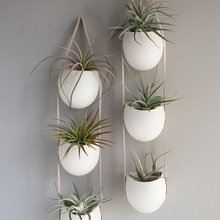 Indoor plants