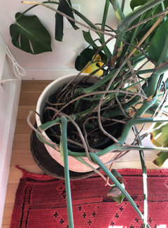 Monstera advice | Houzz Forum