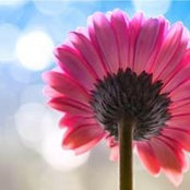 Samar Abdelsalam's photo