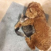 Shelley Gideon-Pottorff's photo