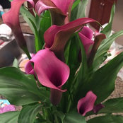 Mary Tudo Dickinson's photo