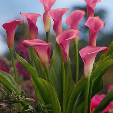 Zantedeschia (Calla Lilies)