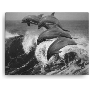 Bottle Noise Dolphins Ocean Black and White Wildlife Photo Canvas Wall Art Print, 12" X 16"