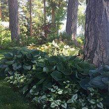 Shade Garden