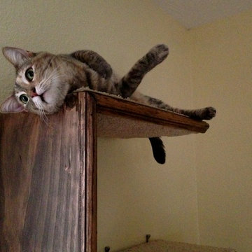 Cat Tree Shelves