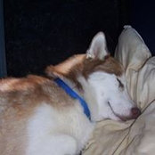 Wayne Dinniss's photo