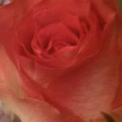 Doreen Michaels's photo