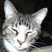 Kristine Kroynovich's photo