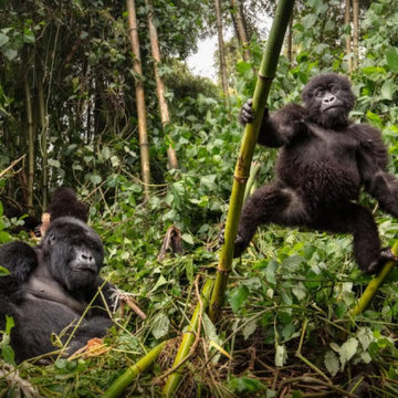 7 hills of kampala l Bigodi Africa Expeditions