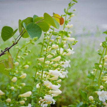 Paz Showy Penstemon with Western Redbud