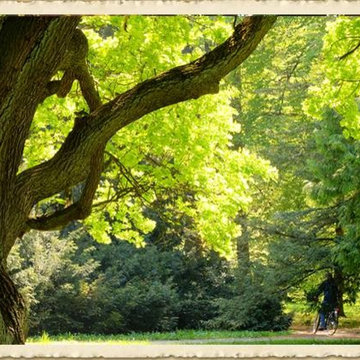 Tree Trimming Austin TX - Certified Arbor Care (512) 671-8733