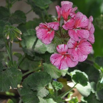 Pelargoni