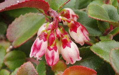 Great Design Plant: Evergreen Huckleberry Appeals All Year