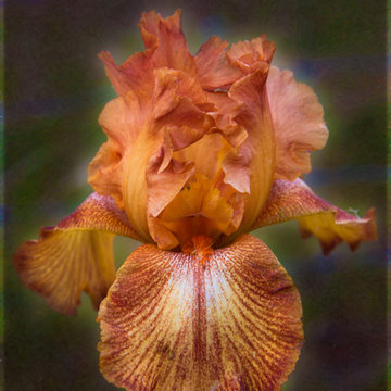 Flower Paintings - Peachy Perfect Iris - Omaste Witkowski