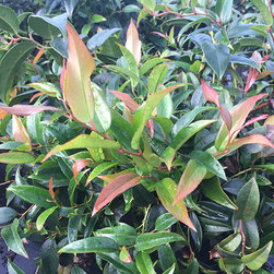 Current Featured Plants - Products