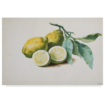 Pierre-Joseph Redoute 'Lemons' Canvas Art, 19"x12"