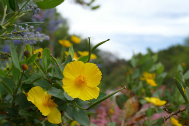 Design ideas for an eclectic landscaping in Santa Barbara.