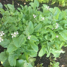 2017 Garden as of June 13, 2017