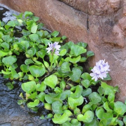 TransBLOCK Structure Form Systems | Koi Pond - Products
