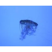 Michel Richer's photo
