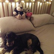 Sharon Brenton's photo