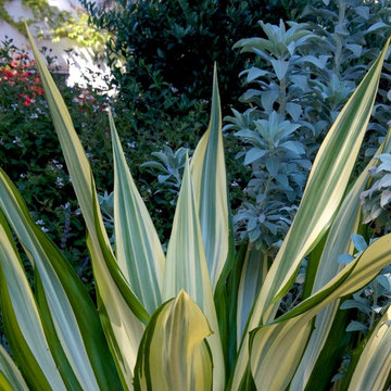 Leaf shapes and colors contrast in Los Angeles garden