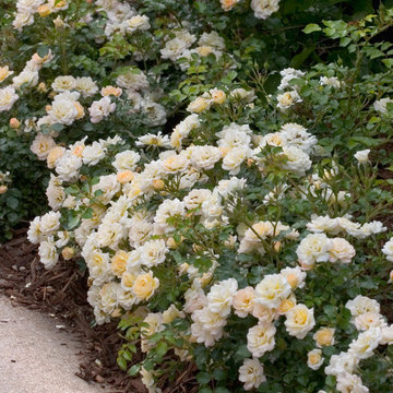 Oso Easy® Honey Bun Landscape Rose