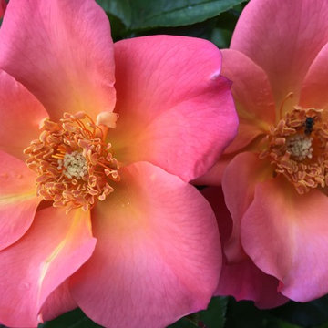 Cut Flowers and Perennial Gardens