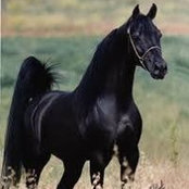 C Jacksons billede