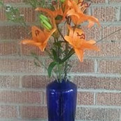 Nancy Goldberger's photo