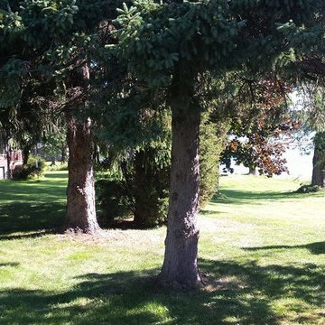 Tree Work