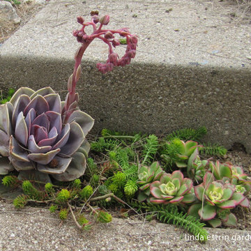 SUCCULENT GARDEN