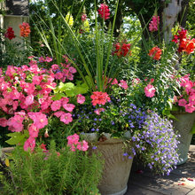 planters