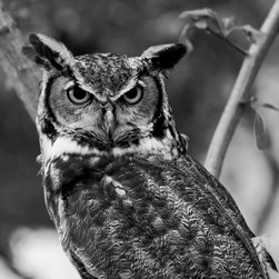 Birds - Fine Art Prints