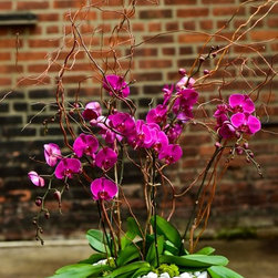 Home Orchids 2017 - Plants