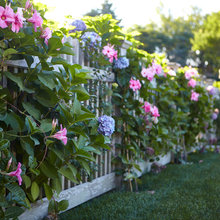 Cottage Garden