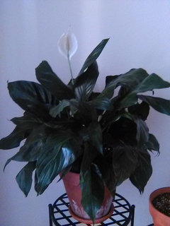 Peace Lily curling? | Houzz Forum