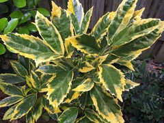 Aucuba japonica 'Limbata' | Houzz Forum