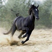 Khaled Hatozouks billede
