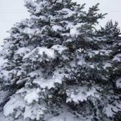 Diana Homann's photo