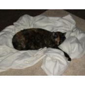 Katie Harrison's photo