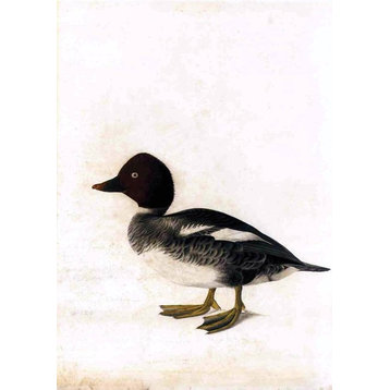 John James Audubon Redhead Duck, 18"x27" Wall Decal