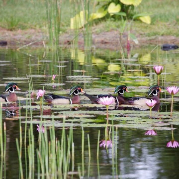 Newly installed pond that would make Monet proud
