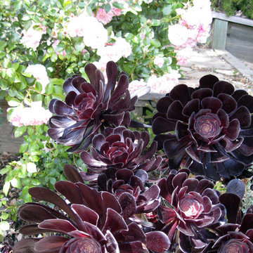 A close up of flowers and textures - San Anselmo Hillside Garden.