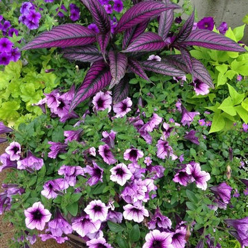 Mixed Annuals