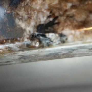 Premium Eco-Friendly Granite Protection
