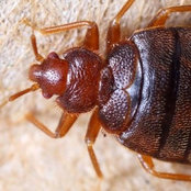 Pestend Pest Control Melbourne's photo