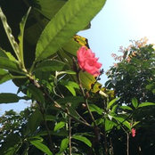 Mai Trinh's photo